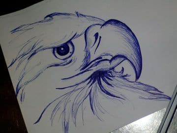Desenho de uma águia a esferográfica azul.